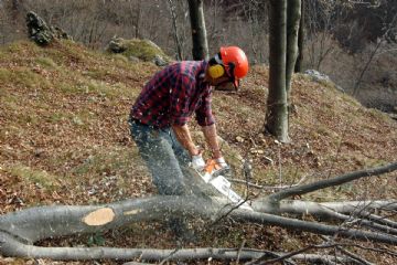 Avviso di raccolta delle richiesta di legname uso focatico